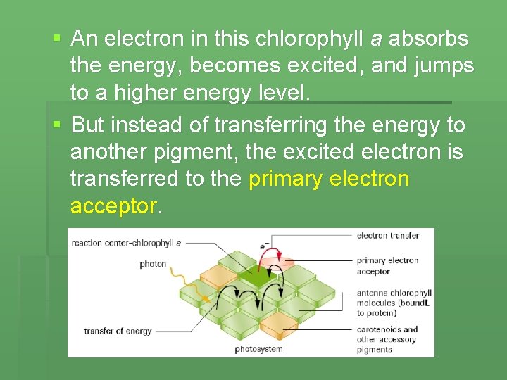 § An electron in this chlorophyll a absorbs the energy, becomes excited, and jumps