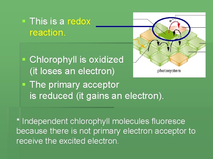 § This is a redox reaction. § Chlorophyll is oxidized (it loses an electron)