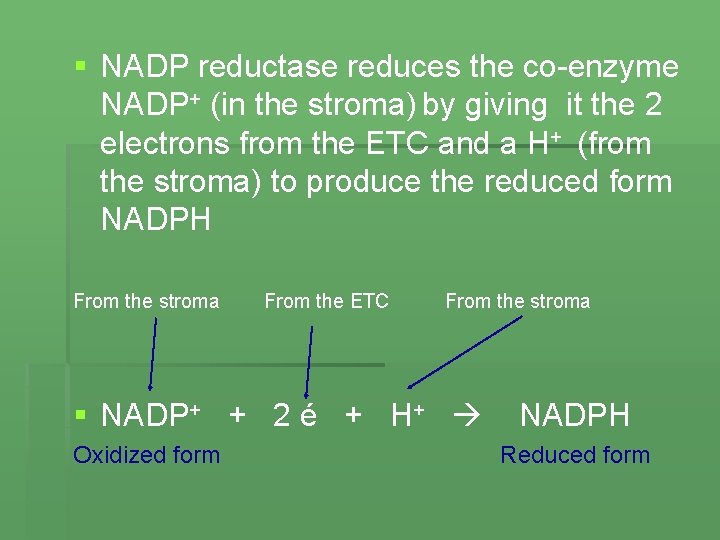 § NADP reductase reduces the co-enzyme NADP+ (in the stroma) by giving it the