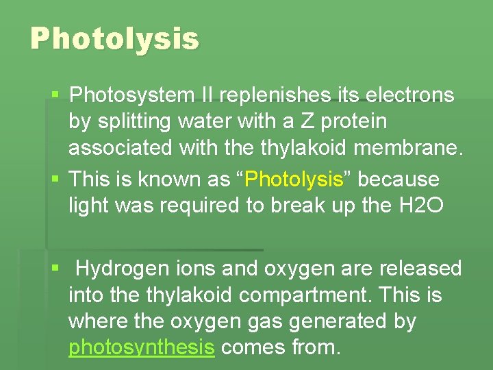 Photolysis § Photosystem II replenishes its electrons by splitting water with a Z protein