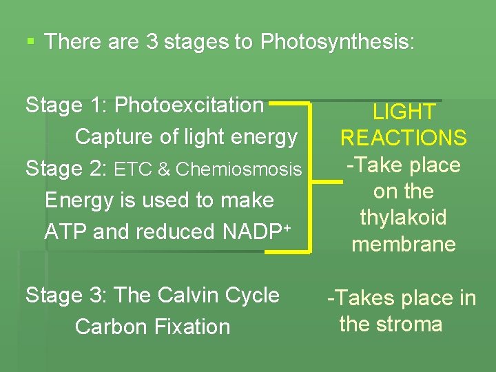 § There are 3 stages to Photosynthesis: Stage 1: Photoexcitation Capture of light energy