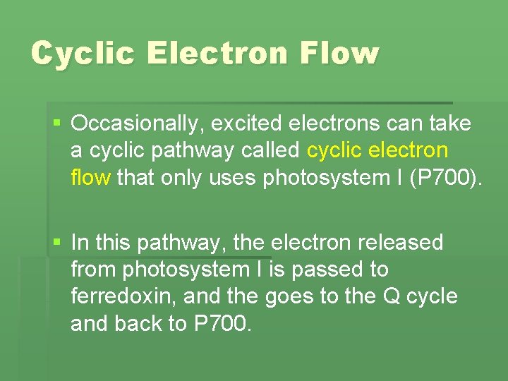 Cyclic Electron Flow § Occasionally, excited electrons can take a cyclic pathway called cyclic