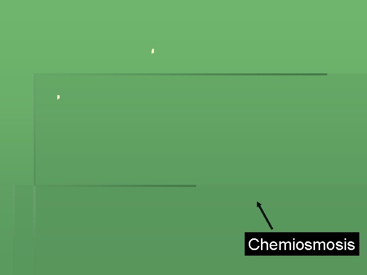 Chemiosmosis 