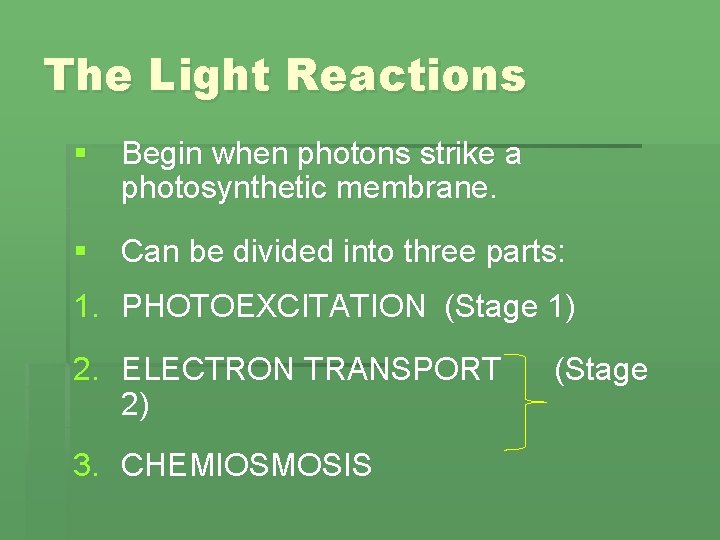 The Light Reactions § Begin when photons strike a photosynthetic membrane. § Can be