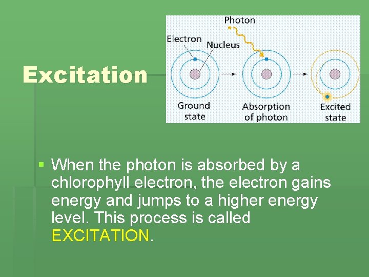 Excitation § When the photon is absorbed by a chlorophyll electron, the electron gains