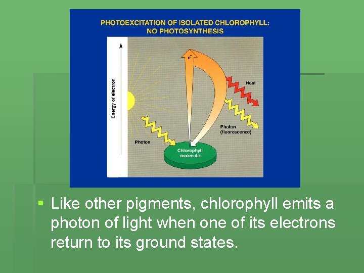 § Like other pigments, chlorophyll emits a photon of light when one of its