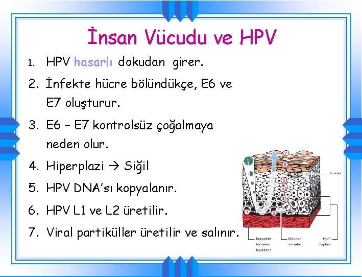 İnsan Vücudu ve HPV 1. HPV hasarlı dokudan girer. 2. İnfekte hücre bölündükçe, E