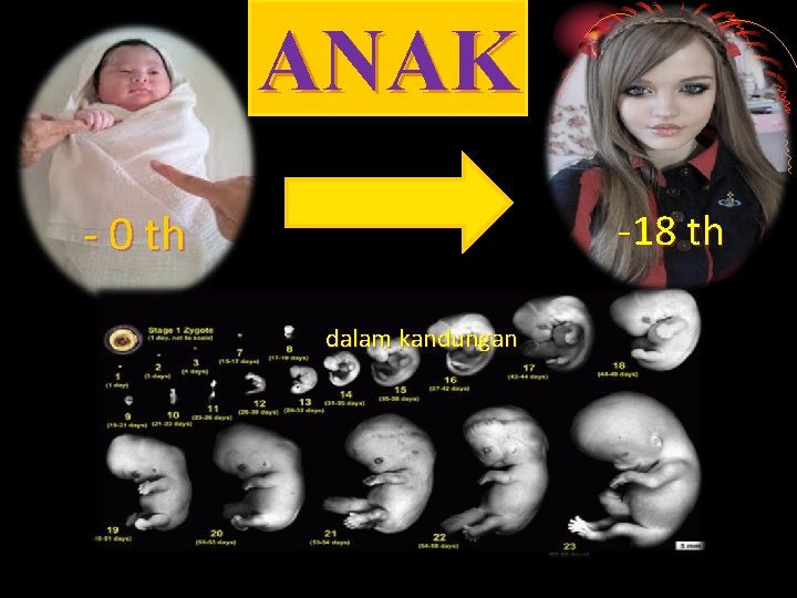 ANAK - 0 th -18 th dalam kandungan ANAK - 0 th -18 th dalam kandungan