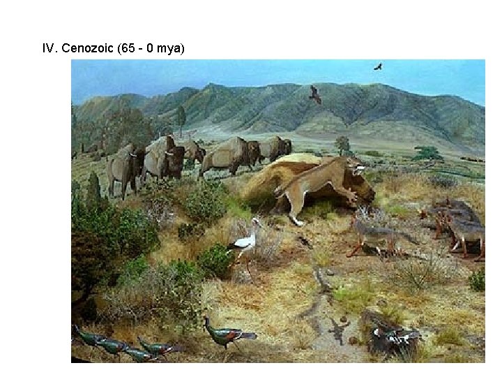 IV. Cenozoic (65 - 0 mya) IV. Cenozoic (65 - 0 mya)