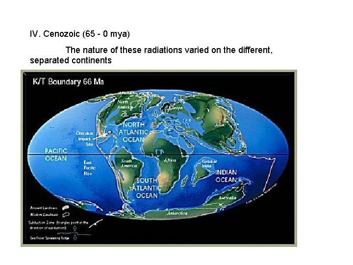 IV. Cenozoic (65 - 0 mya) The nature of these radiations varied on the IV. Cenozoic (65 - 0 mya) The nature of these radiations varied on the