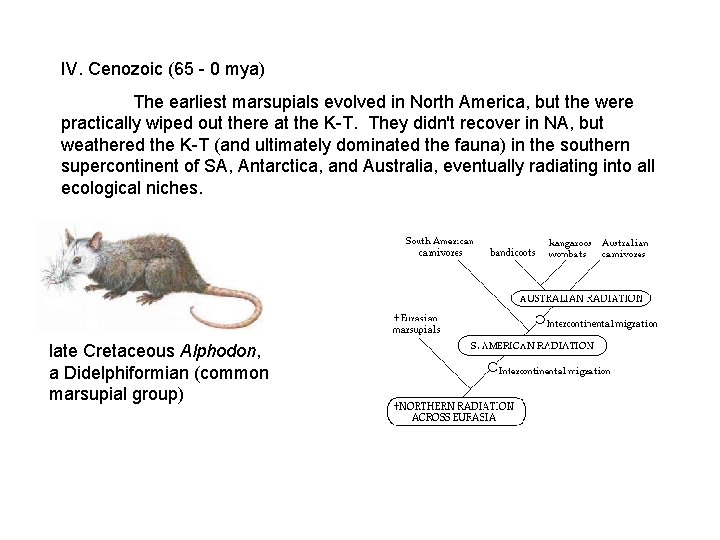IV. Cenozoic (65 - 0 mya) The earliest marsupials evolved in North America, but IV. Cenozoic (65 - 0 mya) The earliest marsupials evolved in North America, but