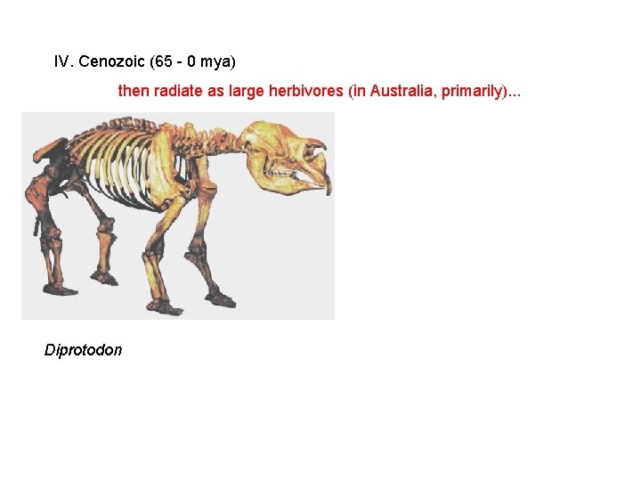 IV. Cenozoic (65 - 0 mya) then radiate as large herbivores (in Australia, primarily). IV. Cenozoic (65 - 0 mya) then radiate as large herbivores (in Australia, primarily).