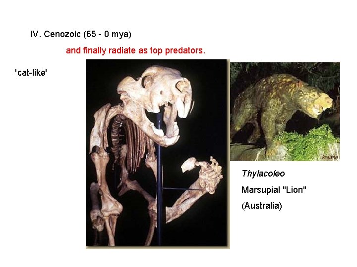 IV. Cenozoic (65 - 0 mya) and finally radiate as top predators. 'cat-like' Thylacoleo IV. Cenozoic (65 - 0 mya) and finally radiate as top predators. 'cat-like' Thylacoleo