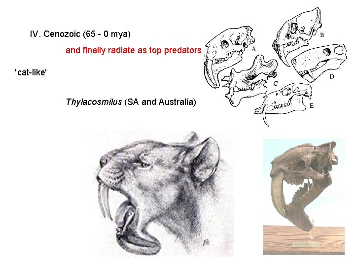 IV. Cenozoic (65 - 0 mya) and finally radiate as top predators. 'cat-like' Thylacosmilus IV. Cenozoic (65 - 0 mya) and finally radiate as top predators. 'cat-like' Thylacosmilus