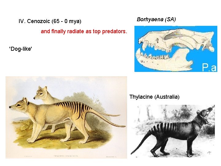 IV. Cenozoic (65 - 0 mya) Borhyaena (SA) and finally radiate as top predators. IV. Cenozoic (65 - 0 mya) Borhyaena (SA) and finally radiate as top predators.
