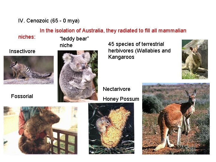 IV. Cenozoic (65 - 0 mya) In the isolation of Australia, they radiated to IV. Cenozoic (65 - 0 mya) In the isolation of Australia, they radiated to