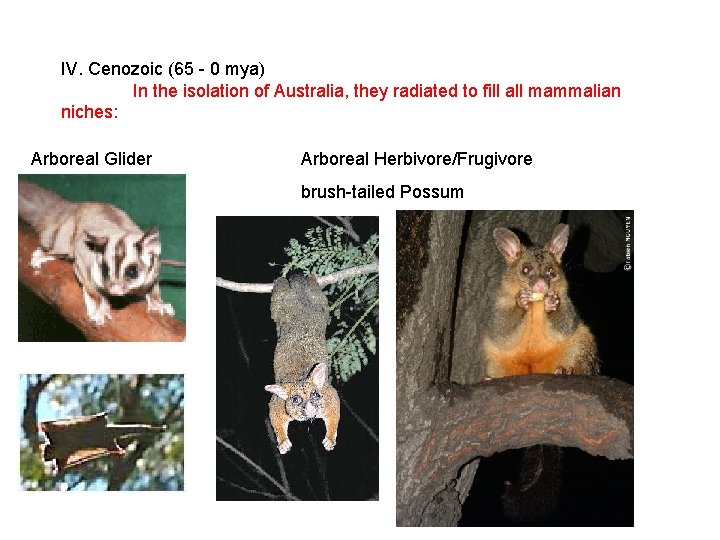 IV. Cenozoic (65 - 0 mya) In the isolation of Australia, they radiated to IV. Cenozoic (65 - 0 mya) In the isolation of Australia, they radiated to