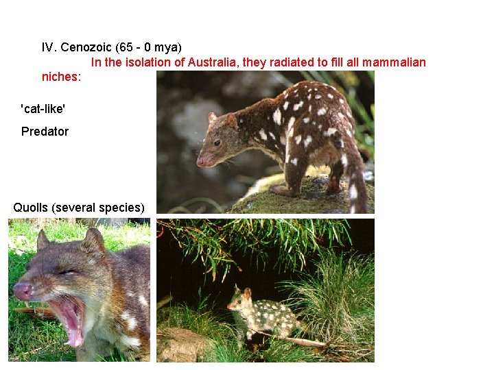 IV. Cenozoic (65 - 0 mya) In the isolation of Australia, they radiated to IV. Cenozoic (65 - 0 mya) In the isolation of Australia, they radiated to