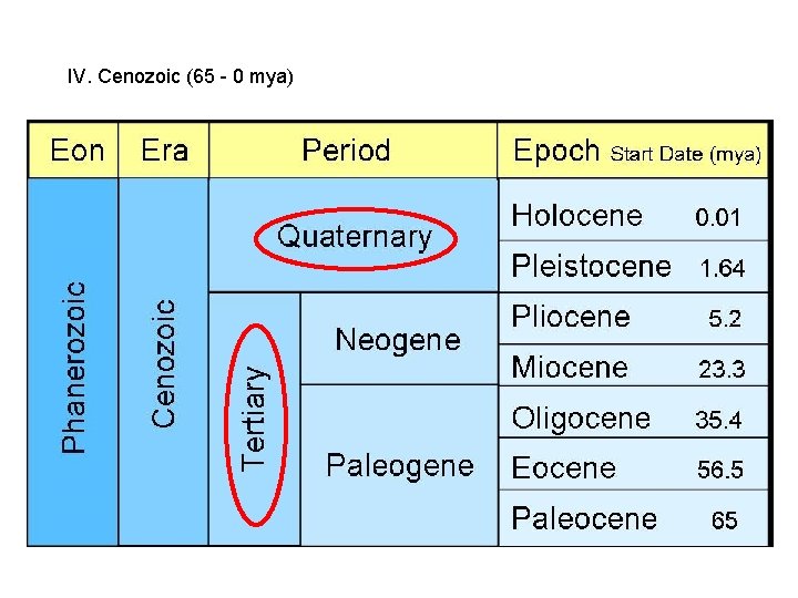 IV. Cenozoic (65 - 0 mya) IV. Cenozoic (65 - 0 mya)