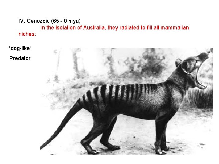 IV. Cenozoic (65 - 0 mya) In the isolation of Australia, they radiated to IV. Cenozoic (65 - 0 mya) In the isolation of Australia, they radiated to