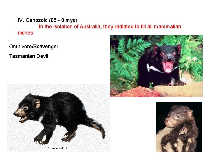 IV. Cenozoic (65 - 0 mya) In the isolation of Australia, they radiated to IV. Cenozoic (65 - 0 mya) In the isolation of Australia, they radiated to