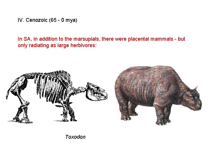 IV. Cenozoic (65 - 0 mya) In SA, in addition to the marsupials, there IV. Cenozoic (65 - 0 mya) In SA, in addition to the marsupials, there