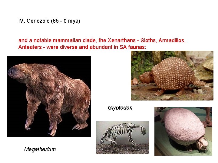 IV. Cenozoic (65 - 0 mya) and a notable mammalian clade, the Xenarthans - IV. Cenozoic (65 - 0 mya) and a notable mammalian clade, the Xenarthans -