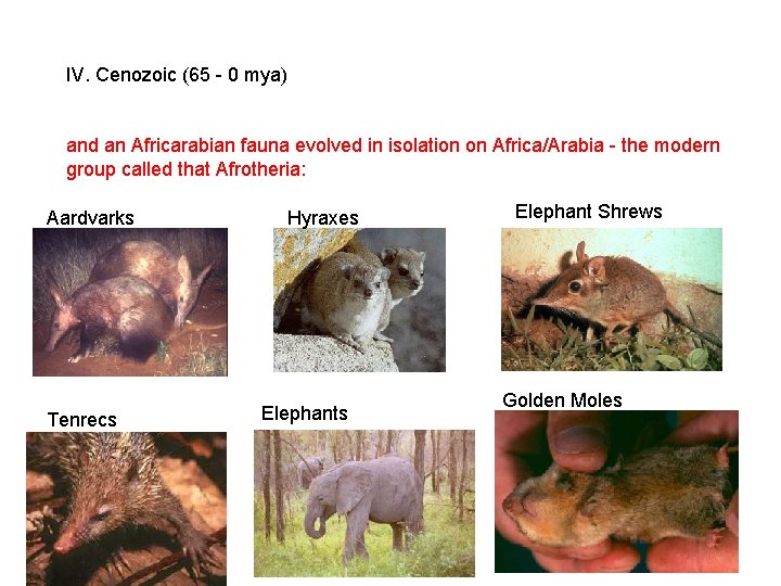 IV. Cenozoic (65 - 0 mya) and an Africarabian fauna evolved in isolation on IV. Cenozoic (65 - 0 mya) and an Africarabian fauna evolved in isolation on