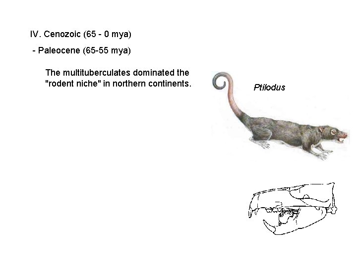 IV. Cenozoic (65 - 0 mya) - Paleocene (65 -55 mya) The multituberculates dominated IV. Cenozoic (65 - 0 mya) - Paleocene (65 -55 mya) The multituberculates dominated