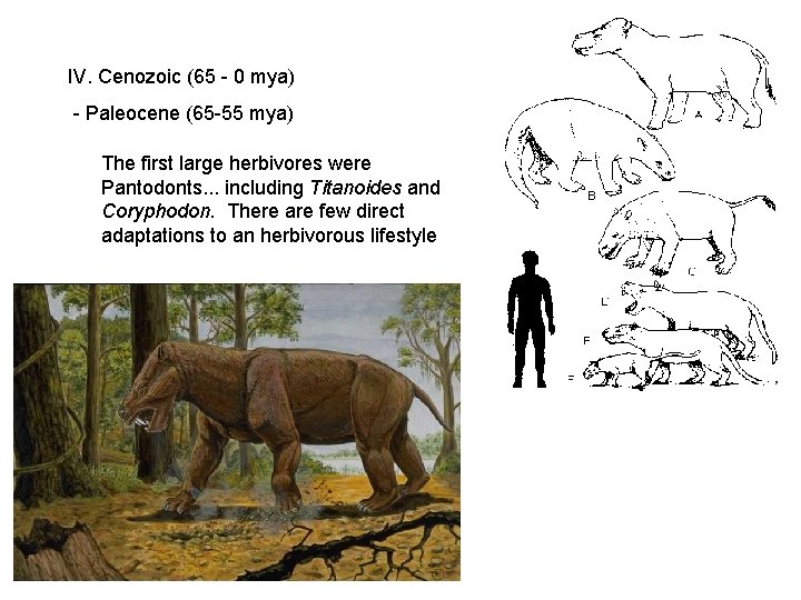 IV. Cenozoic (65 - 0 mya) - Paleocene (65 -55 mya) The first large IV. Cenozoic (65 - 0 mya) - Paleocene (65 -55 mya) The first large