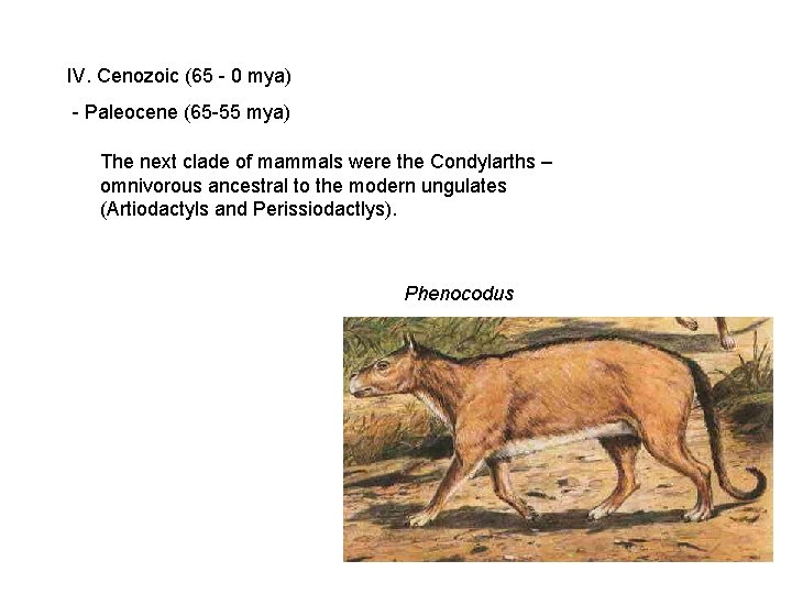 IV. Cenozoic (65 - 0 mya) - Paleocene (65 -55 mya) The next clade IV. Cenozoic (65 - 0 mya) - Paleocene (65 -55 mya) The next clade