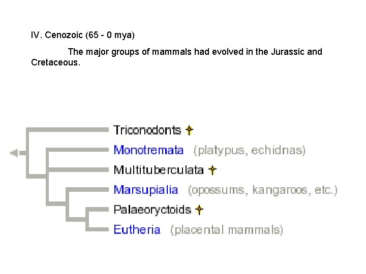 IV. Cenozoic (65 - 0 mya) The major groups of mammals had evolved in IV. Cenozoic (65 - 0 mya) The major groups of mammals had evolved in