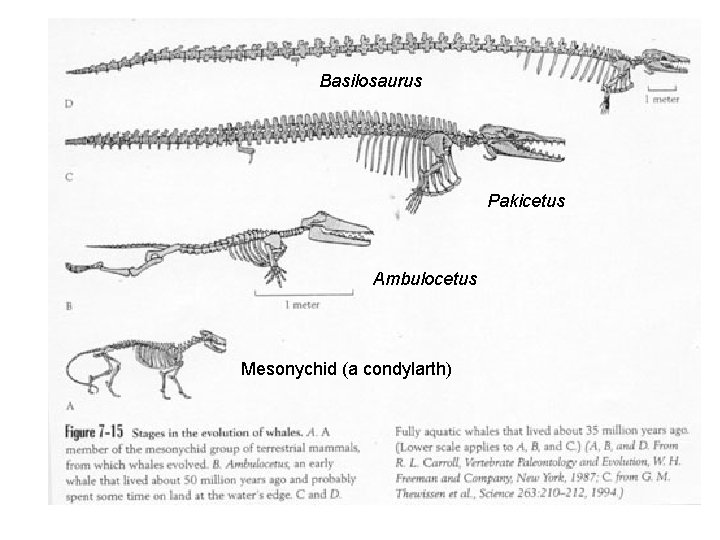 Basilosaurus Pakicetus Ambulocetus Mesonychid (a condylarth) Basilosaurus Pakicetus Ambulocetus Mesonychid (a condylarth)