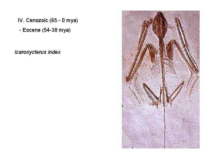 IV. Cenozoic (65 - 0 mya) - Eocene (54 -38 mya) Icaronycterus index IV. Cenozoic (65 - 0 mya) - Eocene (54 -38 mya) Icaronycterus index