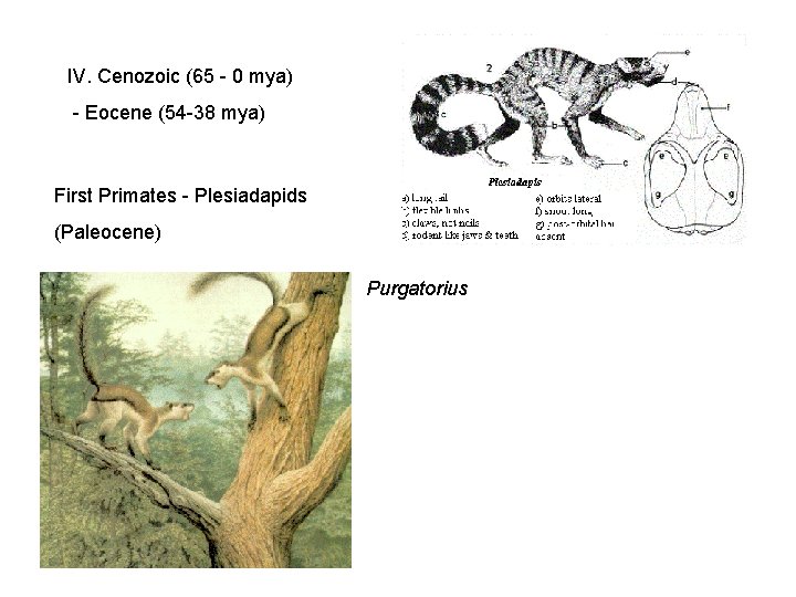 IV. Cenozoic (65 - 0 mya) - Eocene (54 -38 mya) First Primates - IV. Cenozoic (65 - 0 mya) - Eocene (54 -38 mya) First Primates -