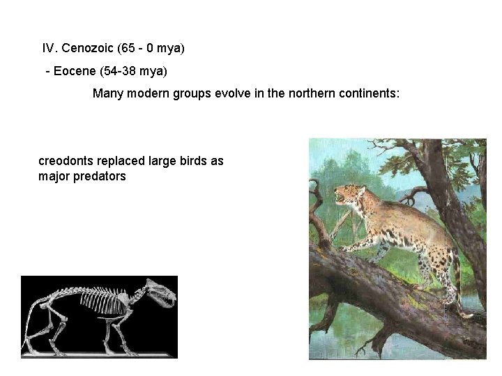 IV. Cenozoic (65 - 0 mya) - Eocene (54 -38 mya) Many modern groups IV. Cenozoic (65 - 0 mya) - Eocene (54 -38 mya) Many modern groups