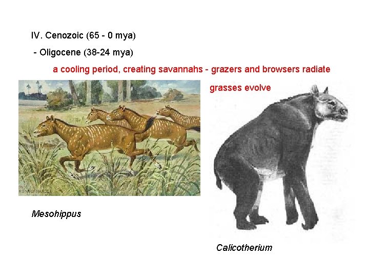 IV. Cenozoic (65 - 0 mya) - Oligocene (38 -24 mya) a cooling period, IV. Cenozoic (65 - 0 mya) - Oligocene (38 -24 mya) a cooling period,