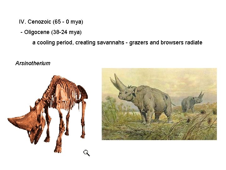 IV. Cenozoic (65 - 0 mya) - Oligocene (38 -24 mya) a cooling period, IV. Cenozoic (65 - 0 mya) - Oligocene (38 -24 mya) a cooling period,