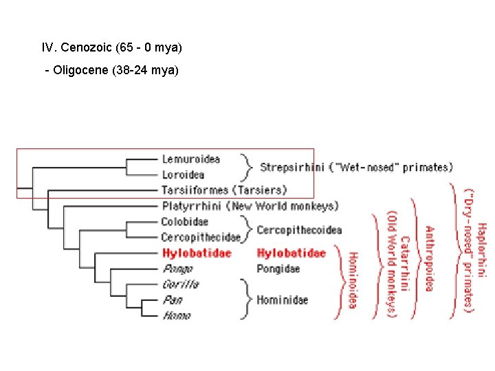 IV. Cenozoic (65 - 0 mya) - Oligocene (38 -24 mya) IV. Cenozoic (65 - 0 mya) - Oligocene (38 -24 mya)