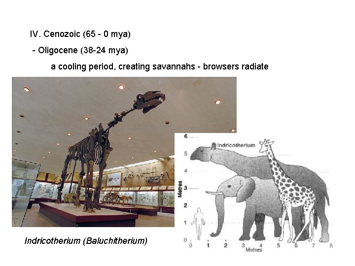 IV. Cenozoic (65 - 0 mya) - Oligocene (38 -24 mya) a cooling period, IV. Cenozoic (65 - 0 mya) - Oligocene (38 -24 mya) a cooling period,