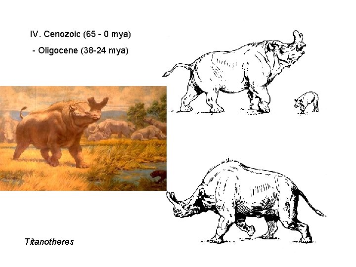 IV. Cenozoic (65 - 0 mya) - Oligocene (38 -24 mya) Titanotheres IV. Cenozoic (65 - 0 mya) - Oligocene (38 -24 mya) Titanotheres