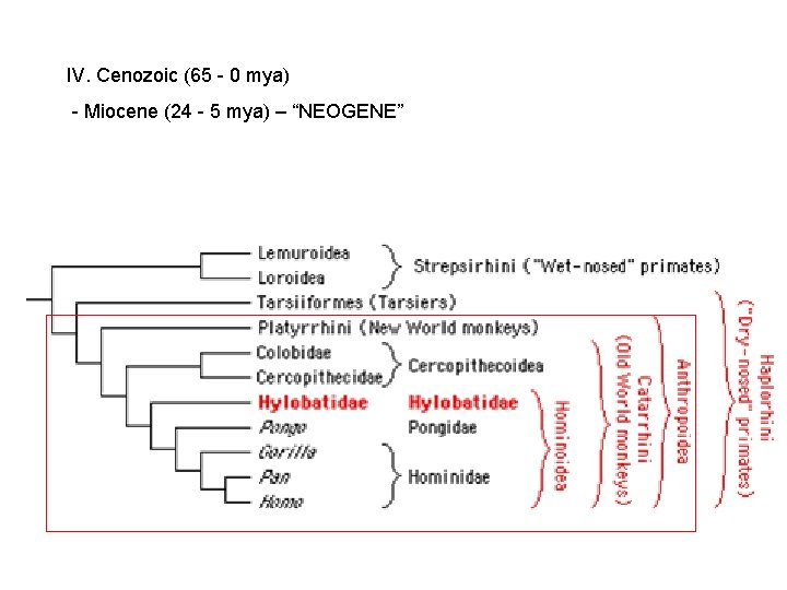 IV. Cenozoic (65 - 0 mya) - Miocene (24 - 5 mya) – “NEOGENE” IV. Cenozoic (65 - 0 mya) - Miocene (24 - 5 mya) – “NEOGENE”