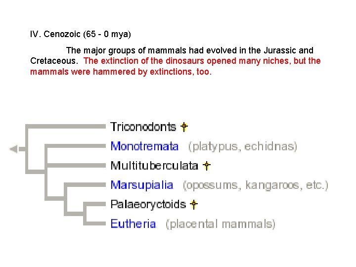 IV. Cenozoic (65 - 0 mya) The major groups of mammals had evolved in IV. Cenozoic (65 - 0 mya) The major groups of mammals had evolved in