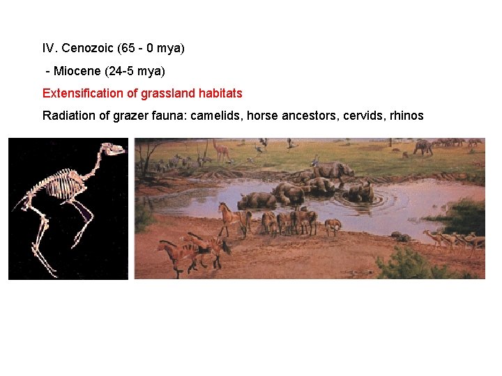 IV. Cenozoic (65 - 0 mya) - Miocene (24 -5 mya) Extensification of grassland IV. Cenozoic (65 - 0 mya) - Miocene (24 -5 mya) Extensification of grassland