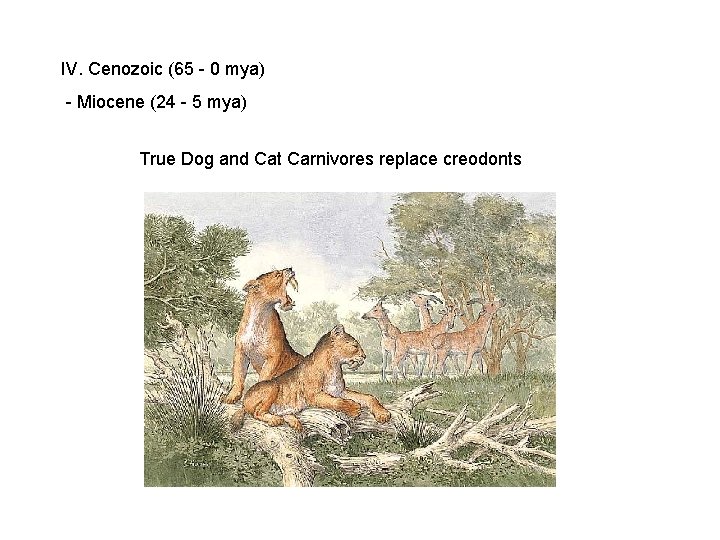 IV. Cenozoic (65 - 0 mya) - Miocene (24 - 5 mya) True Dog IV. Cenozoic (65 - 0 mya) - Miocene (24 - 5 mya) True Dog