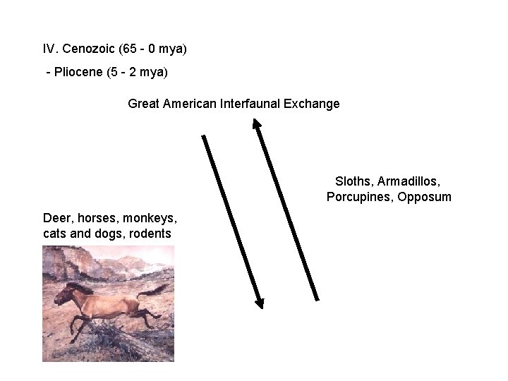 IV. Cenozoic (65 - 0 mya) - Pliocene (5 - 2 mya) Great American IV. Cenozoic (65 - 0 mya) - Pliocene (5 - 2 mya) Great American