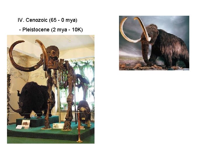 IV. Cenozoic (65 - 0 mya) - Pleistocene (2 mya - 10 K) IV. Cenozoic (65 - 0 mya) - Pleistocene (2 mya - 10 K)