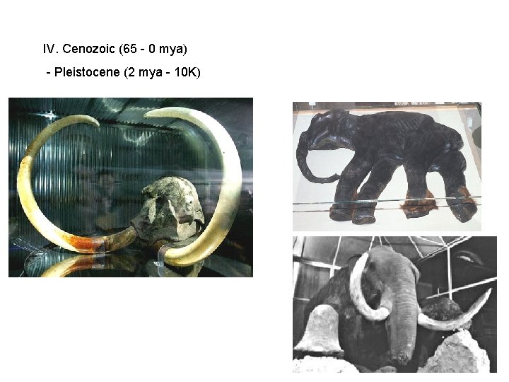 IV. Cenozoic (65 - 0 mya) - Pleistocene (2 mya - 10 K) IV. Cenozoic (65 - 0 mya) - Pleistocene (2 mya - 10 K)