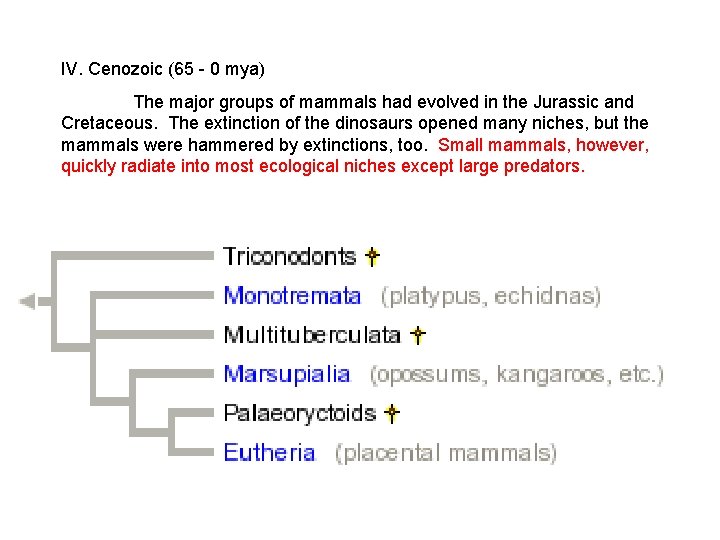 IV. Cenozoic (65 - 0 mya) The major groups of mammals had evolved in IV. Cenozoic (65 - 0 mya) The major groups of mammals had evolved in