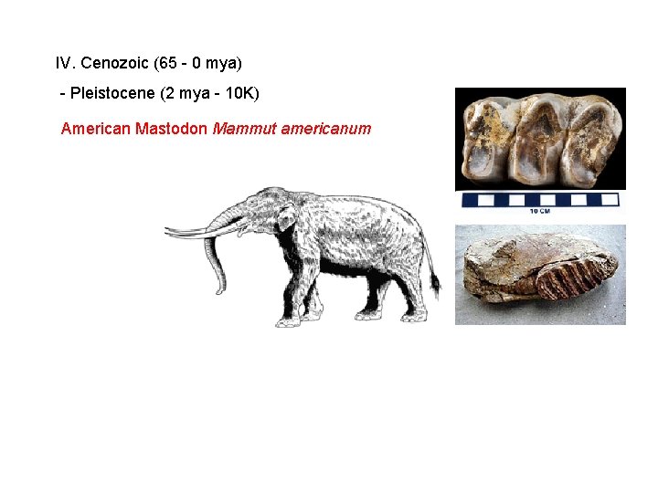 IV. Cenozoic (65 - 0 mya) - Pleistocene (2 mya - 10 K) American IV. Cenozoic (65 - 0 mya) - Pleistocene (2 mya - 10 K) American